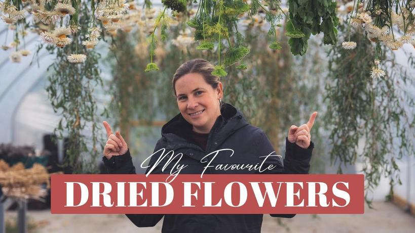 Have a look at what we have been drying this year and let me know what you think of the dahlias in the comments... 
youtu.be/xg5s0bLN5vs