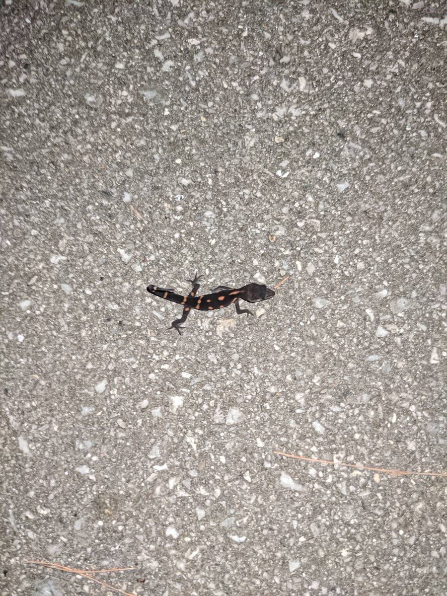 MTarusawa's tweet photo. 友達が今沖縄にいてビデオ通話しながら生き物探してもらったんだけどちょっと歩いただけでもかなりの種類いるのね🤩 https://t.co/OoegaelTDb