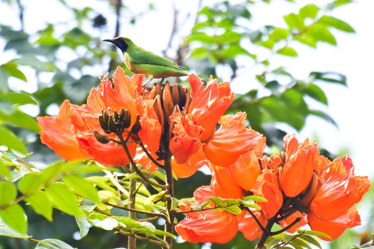 ShivaJmc12's tweet photo. The Golden-fronted Beauty on Red Carpet!
#Goldenfrontedleafbird @pargaien @UKNikon #indiaves @Natures_Voice #ThePhotoHour @NikonIndia #birdphotography @world_the_bird #birds #birdwatching #BBCWildlifePOTD #BirdsSeenIn2022 #TwitterNatureCommunity @amazingbirds11 @WildlifeMag https://t.co/5HY2fvEcXR