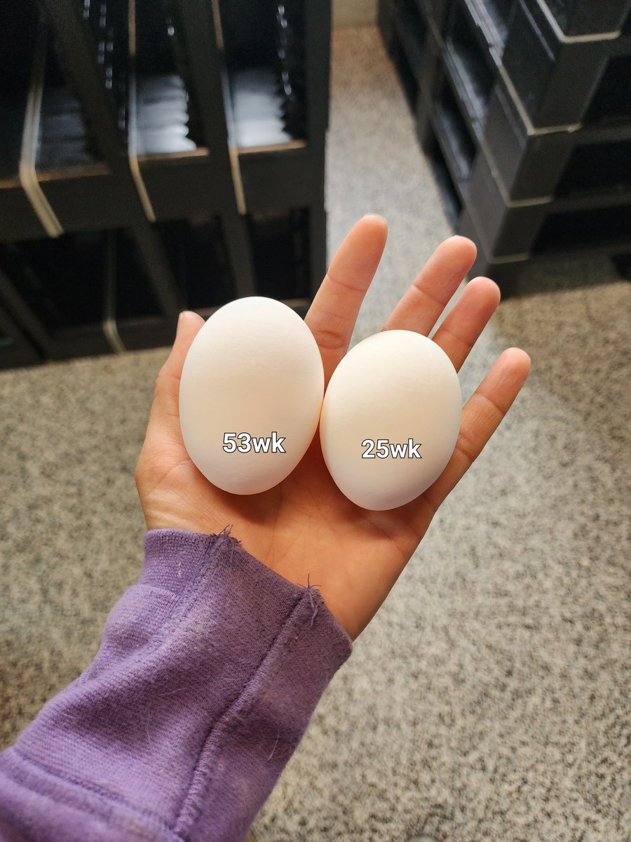 Our hens are 25wks old!
When a hen comes into production, it's not unusual for them to lay a double yoker...quite the weight difference between them and a single yoke egg stack.
As they get older, the egg size increases. A younger hens double yoker vs older hens.