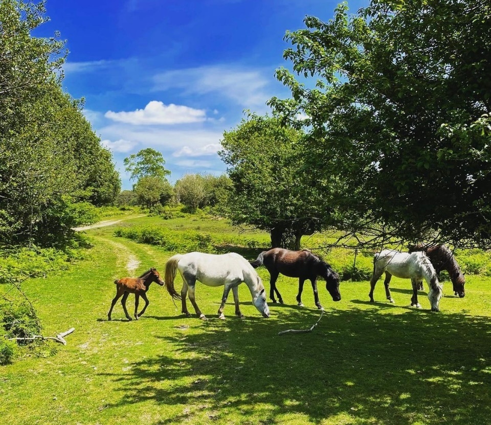 Solent Hotel & Spa tweet media