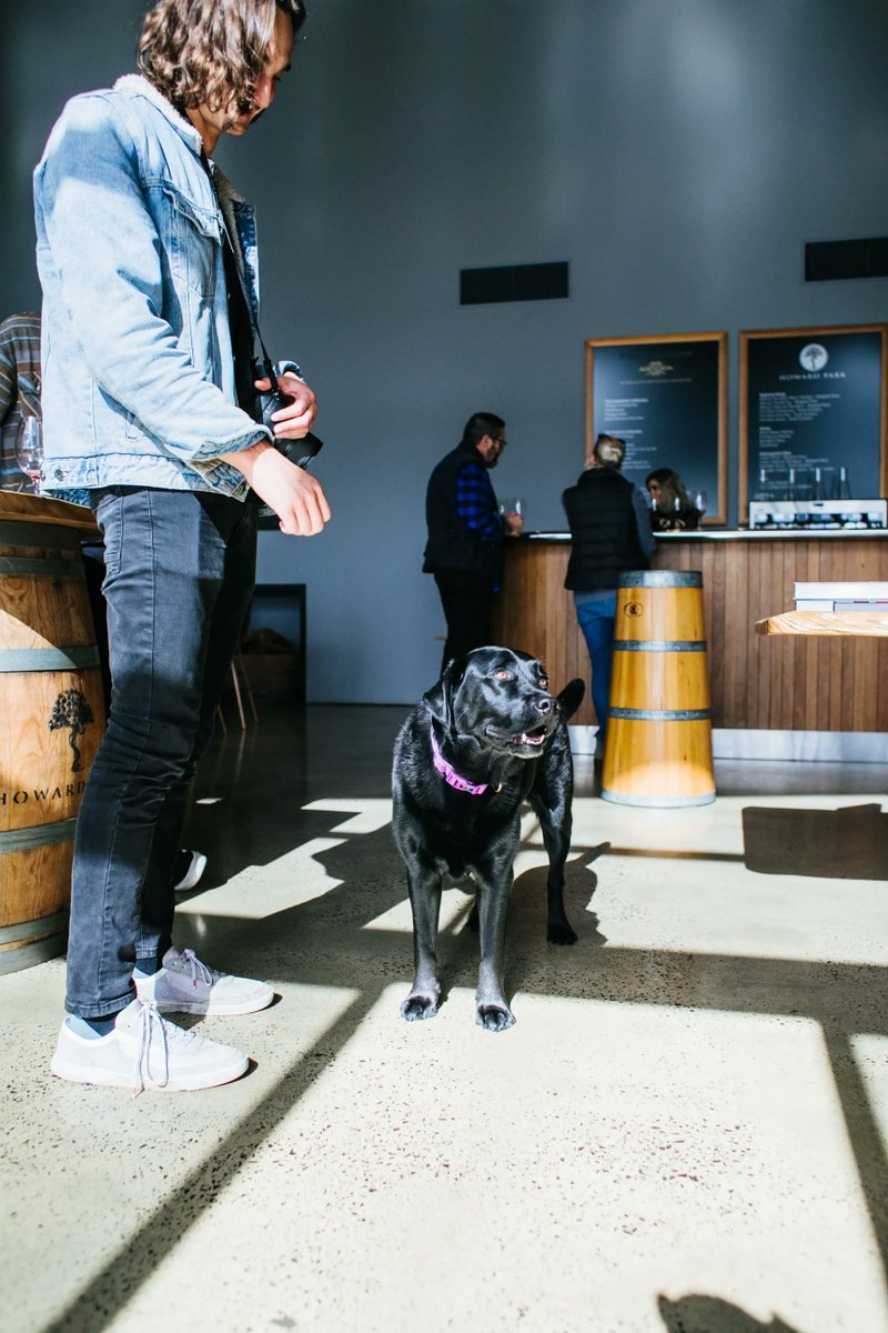 ThingsPooch's tweet photo. https://t.co/7MUVVGgadK wants to celebrate International Coffee Day just around the corner!  Consider taking your pooch to your favorite dog friendly cafe to have a meet up with a good friend.  #dogs #dogfriendlycafes https://t.co/2du03W4ITC