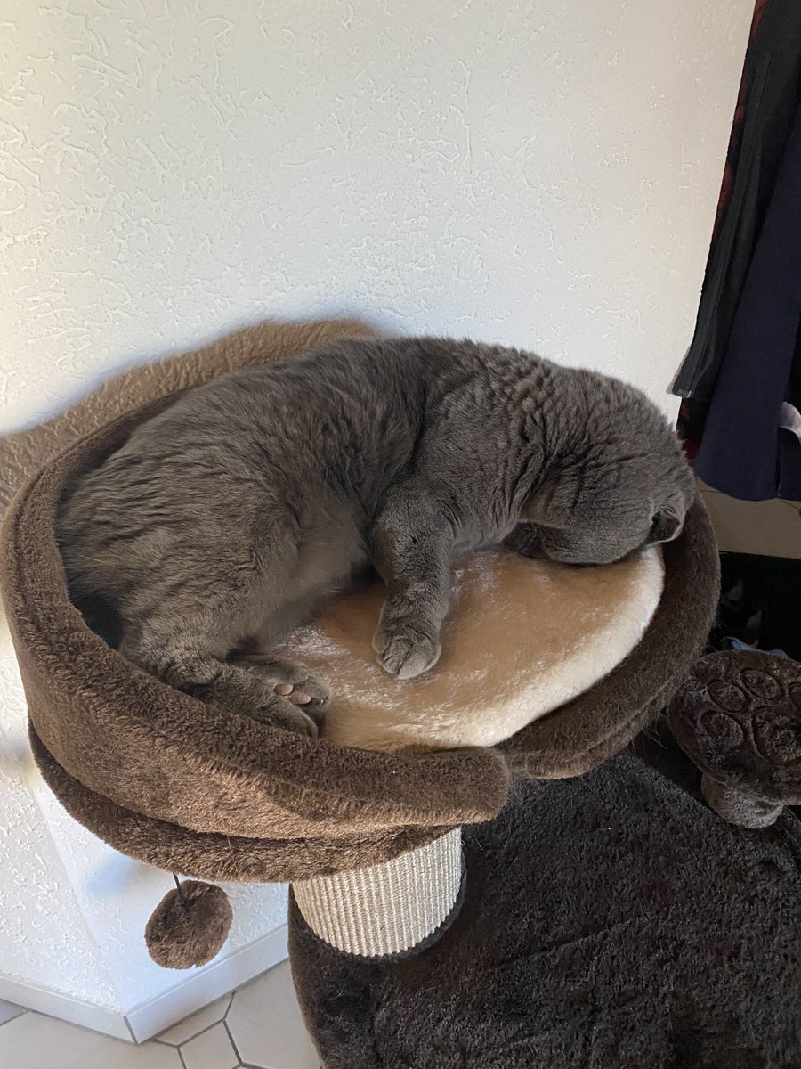 Dad told me I don’t get fish today for lunch 😫 #CatsOfTwitter #CatsOnTwitter #cats #CatsofTwittter #scottishfold