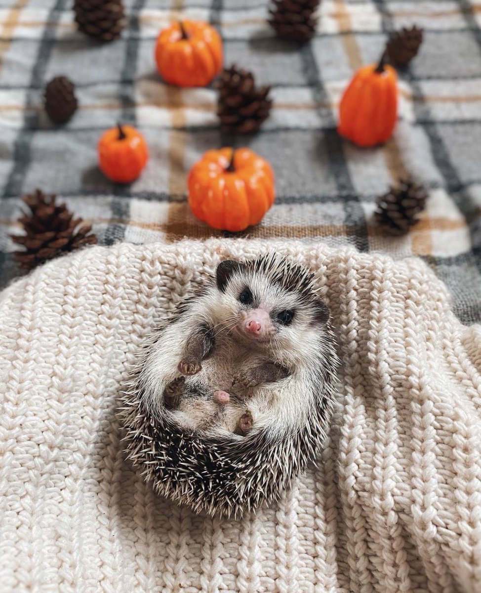 daily__hedgehog's tweet photo. Friday 30th September, 2022 https://t.co/nns2fqBUhh