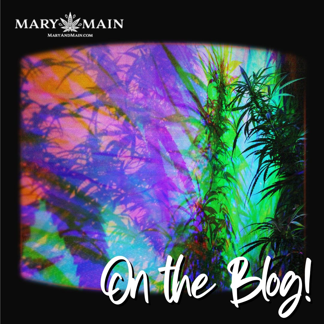 Learn the difference between sativa, indica, and hybrid strains by reading our newest blog post! Link in bio. #maryandmain #naturalmedicine #blog

- - -
For use by certified medical patients in the state of Maryland. You must be 18 years of age or older to view this content.