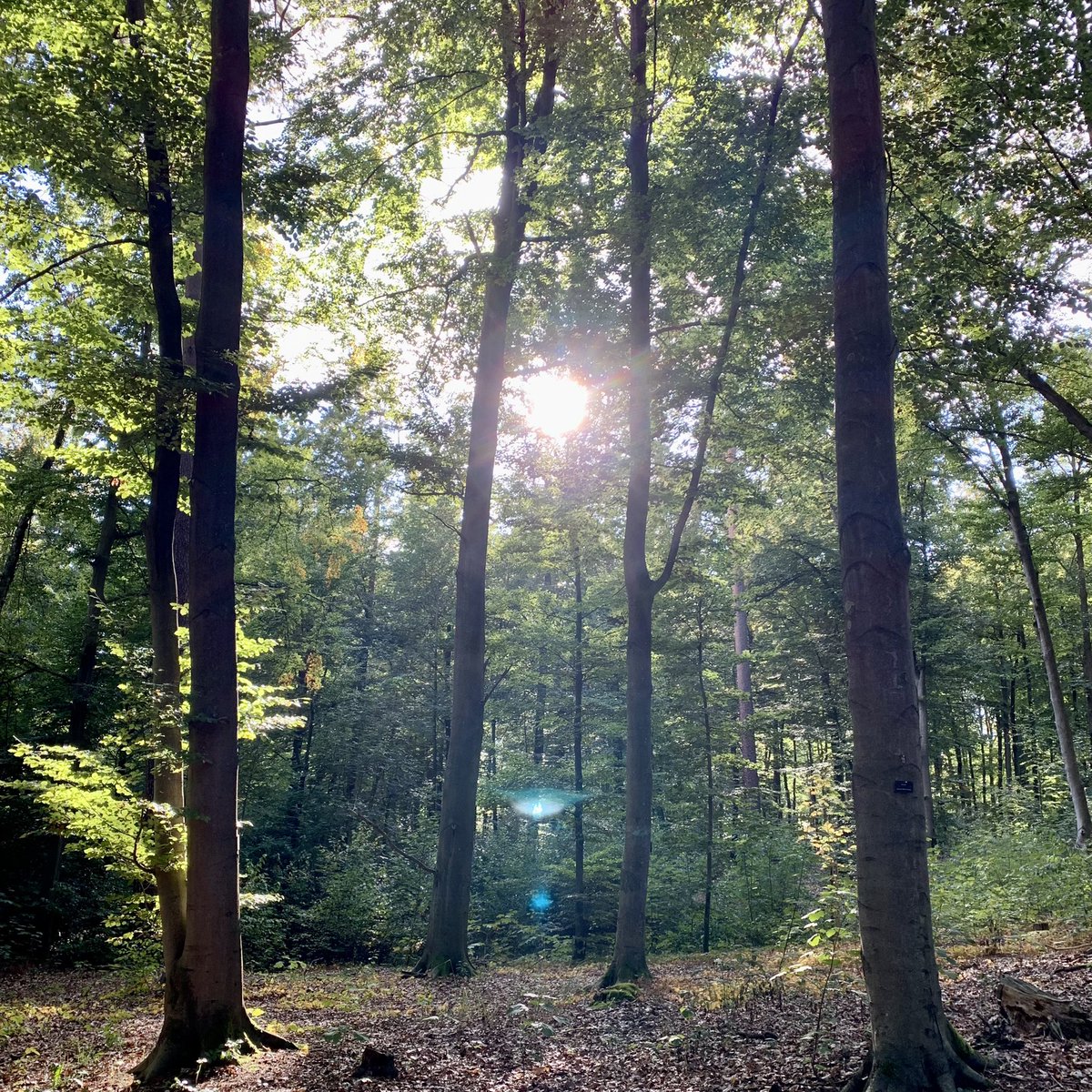Datenbrake's tweet photo. Heute schon an morgen denken 😌@van_Koch #fckcancer #friedwald https://t.co/S7t90ypq6r