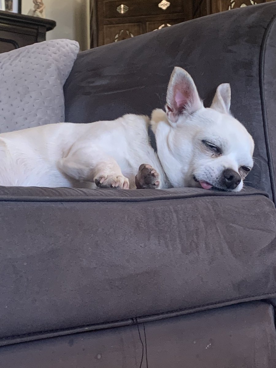 turtle_tuber's tweet photo. @MegMage I have chihuahua, can confirm he is not called Pudge https://t.co/tWEqc5I47h