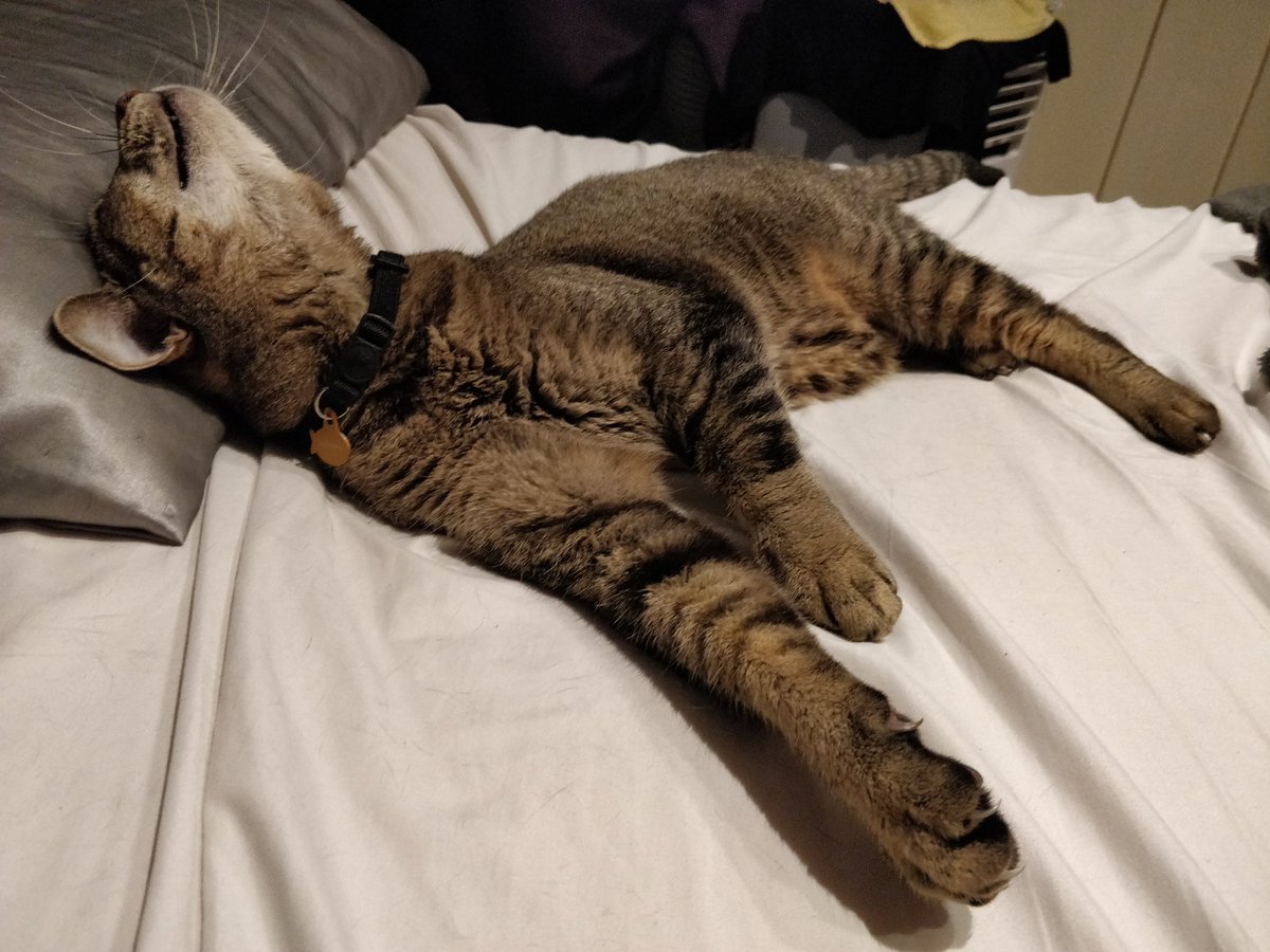 Proof_by's tweet photo. Look at this cat https://t.co/DnzeIAaEud