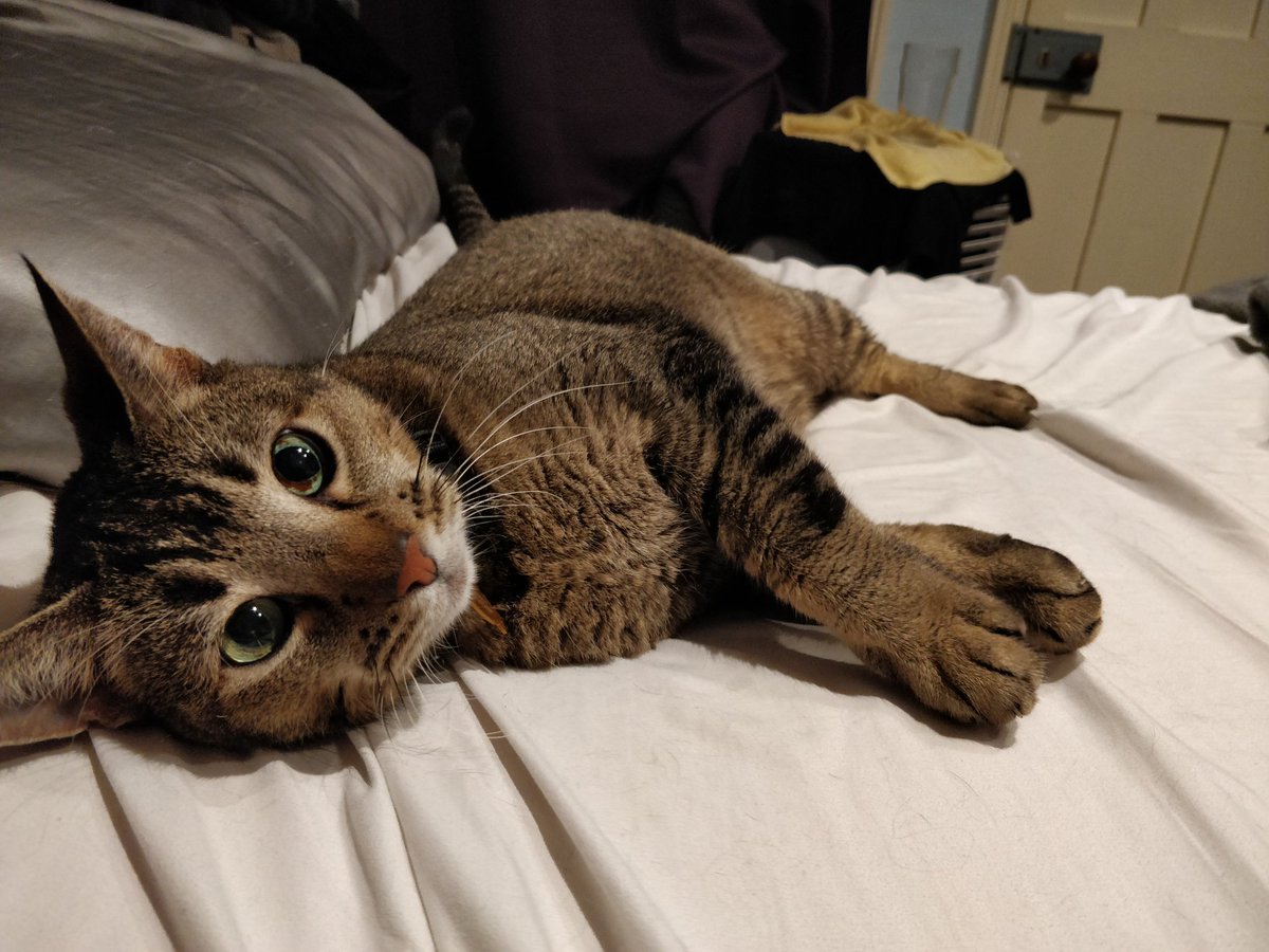Proof_by's tweet photo. Look at this cat https://t.co/DnzeIAaEud