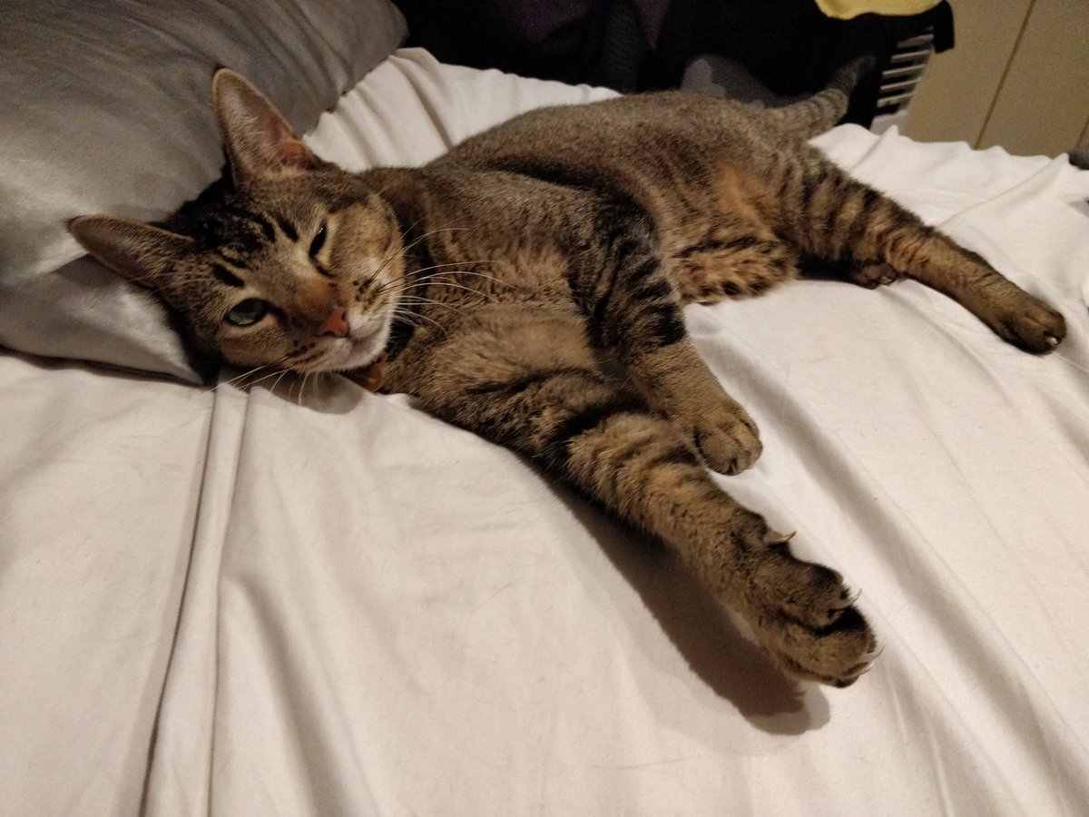 Proof_by's tweet photo. Look at this cat https://t.co/DnzeIAaEud