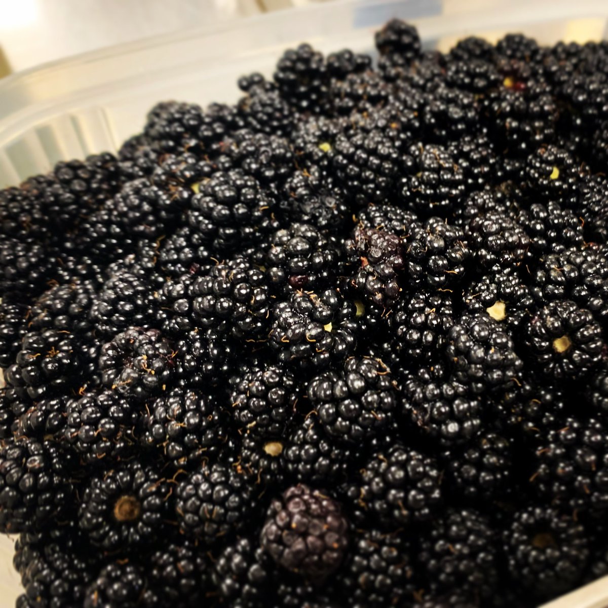 The blackest of local blackberries 🖤

The best food season is here 🌿 

#Autumn #blackberries #brambles #mellowfruitfulness