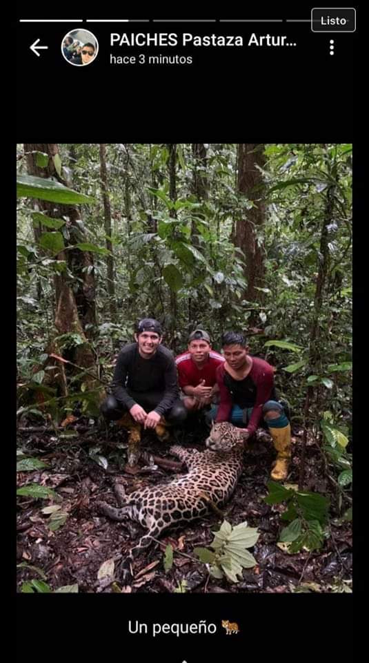 radio_pichincha's tweet photo. 🔴#ATENCIÓN | En la provincia de #Pastaza, tres ciudadanos habrían matado a un jaguar y subieron una foto a sus redes sociales. Cabe recordar que el artículo 247 del COIP establece una pena privativa de libertad de uno a tres años, en delitos contra la flora y fauna silvestre. ⬇ https://t.co/vb7Qggd7dC