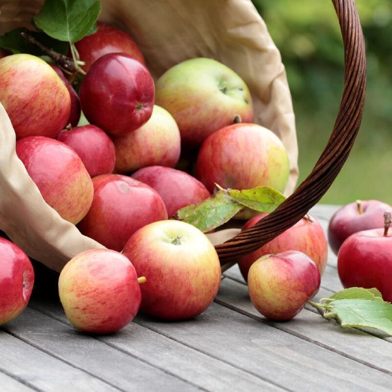 GerstadBuilders's tweet photo. Fall is now upon us, so gather up the family and head to an apple orchard near you and start picking. Gerstad Builders has a list of orchards right near their communities to check out. Click the link to see which ones made the list. https://t.co/CPFrXI7CqU https://t.co/fFGmAQtFrB