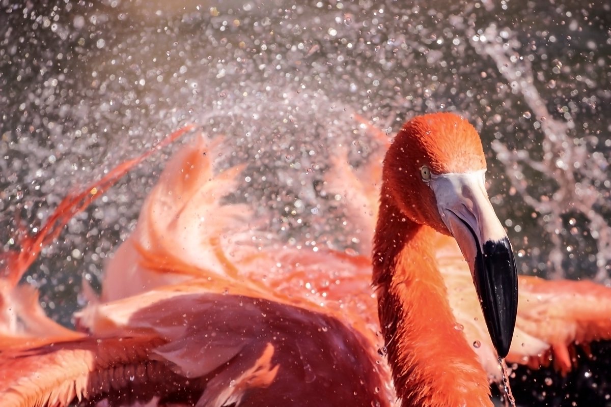 photoshoott2022's tweet photo. @BraydenCreation #wildlife #wildlifephotography #flamingo #photoshoott #birdphotography #watersplashing https://t.co/TSM9YHGBHW