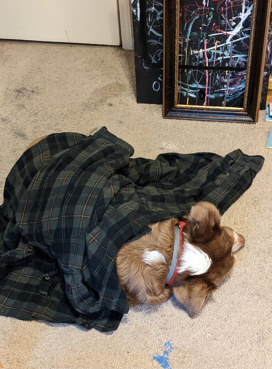 Today my studio assistant is wrapped up in my flannel as the storm rolls in 🖤