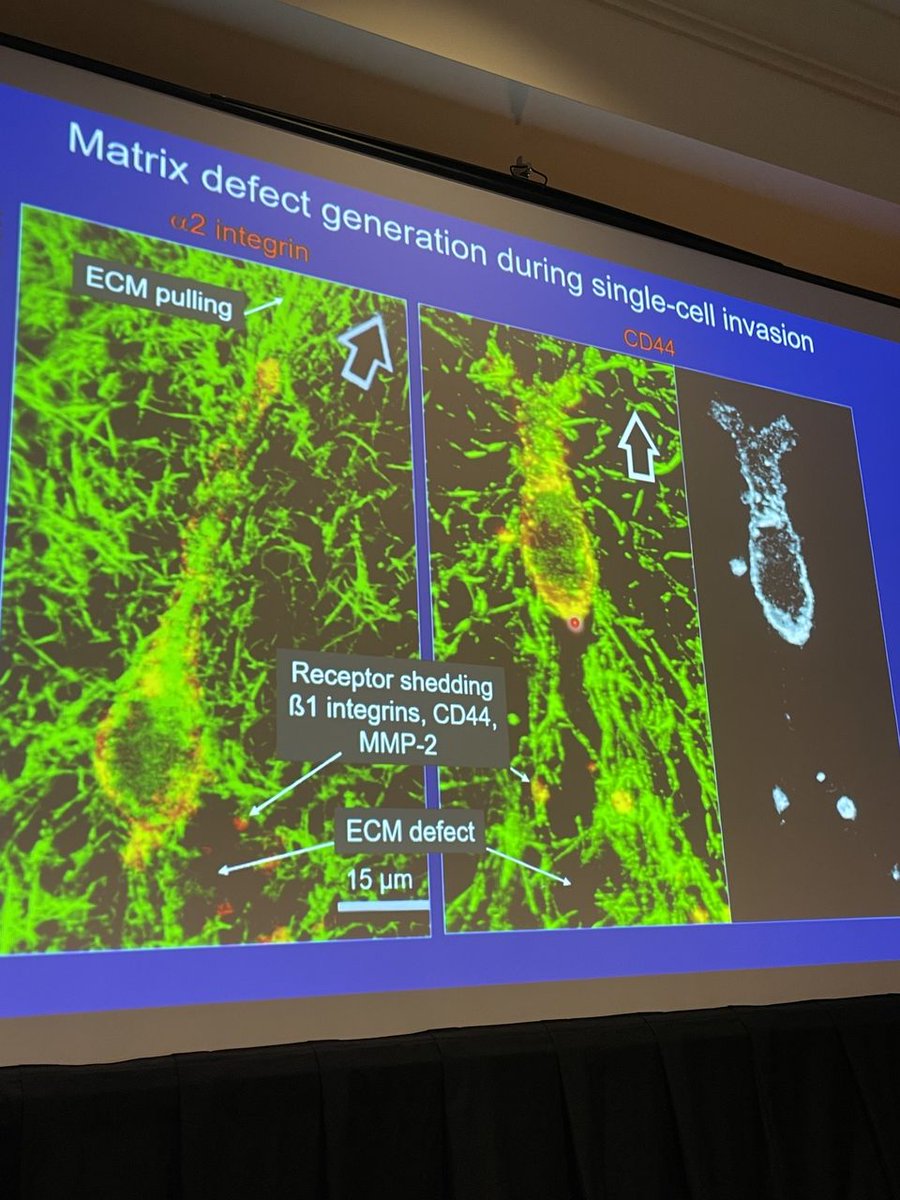 MELT_Method's tweet image. Fascia is more than just a tissue that holds joints in place.

Fascia is an intelligent system.

👉Each cell in your body communicates with the other cells by sending and receiving signals through this fascial matrix called the extracellular matrix.

#meltmethod #fascia