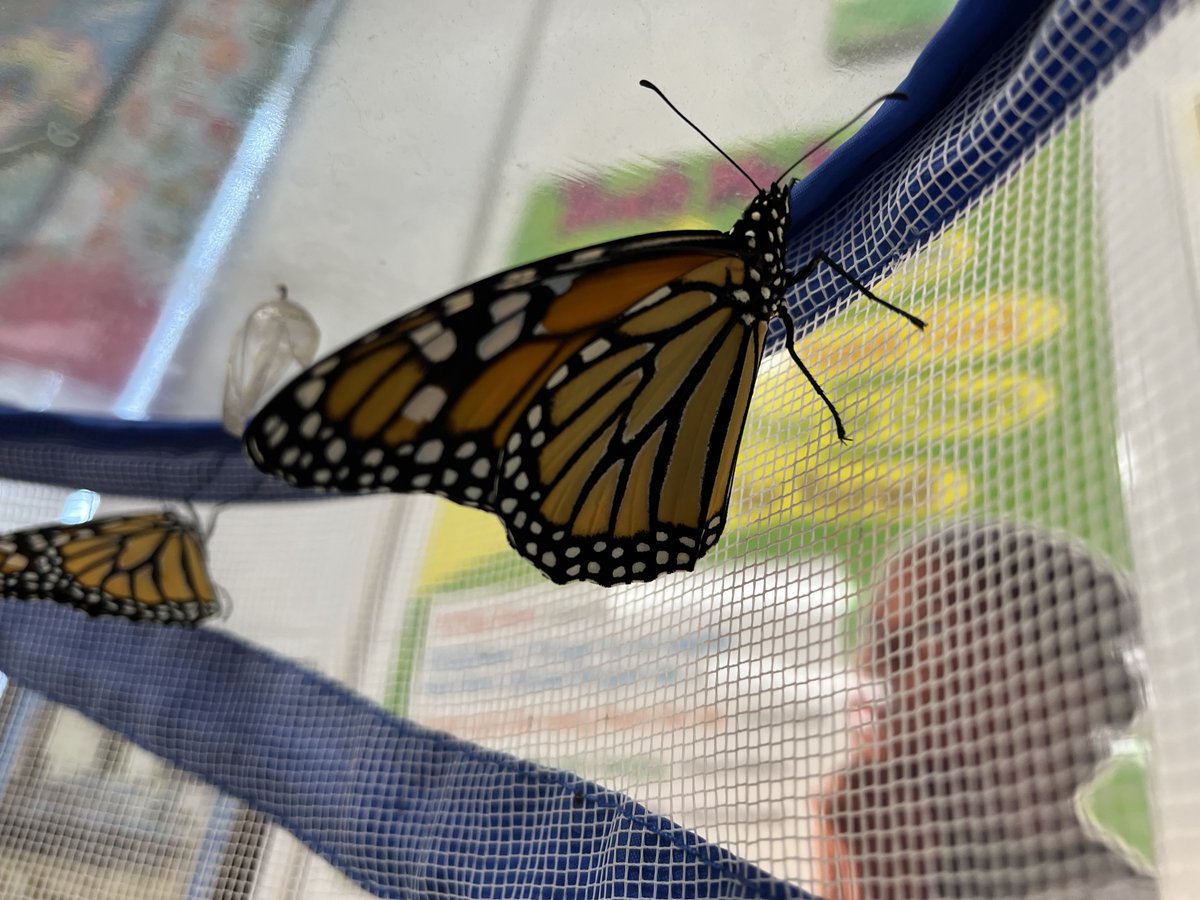 St. Mary's Bryantown (@smb_school) on Twitter photo Kindergarten has been busy hatching butterflies and learning about their life cycle this week. What a beautiful reflection of God's creation! #ADWcommUNITY
<a href="/ADWCathSchools/">ADW Catholic Schools - Escuelas Católicas</a> Kindergarten has been busy hatching butterflies and learning about their life cycle this week. What a beautiful reflection of God's creation! #ADWcommUNITY
<a href="/ADWCathSchools/">ADW Catholic Schools - Escuelas Católicas</a>