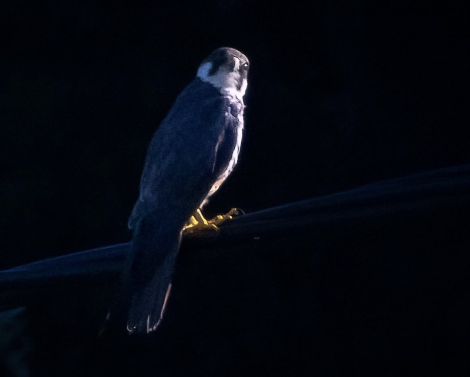 The rare and beautiful Eleonora’s Falcon - caught in a moment of sunlight in the forest. Samothrace, Greece