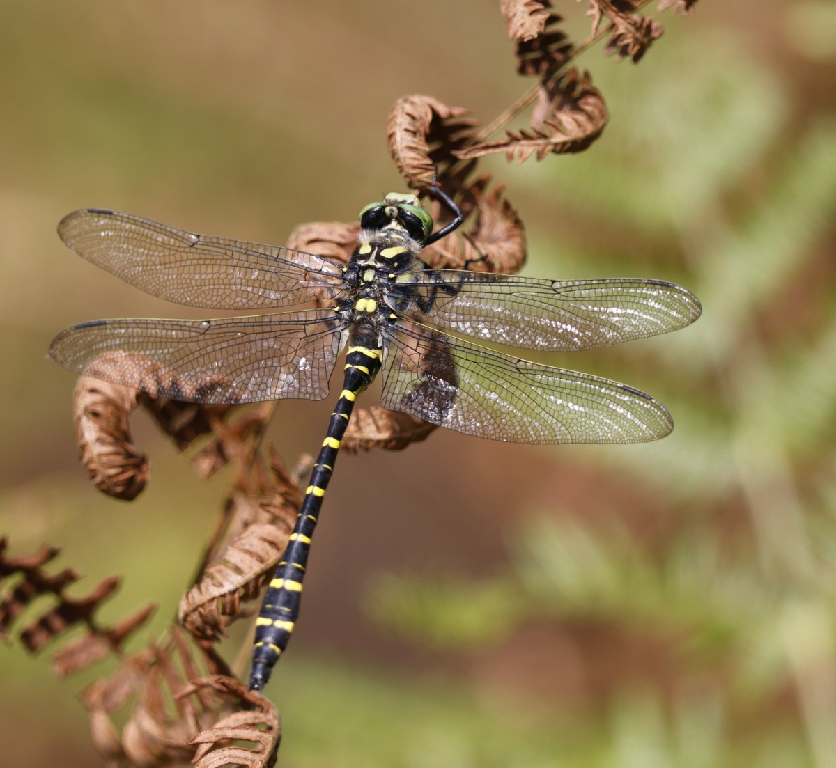LillingtonTerry's tweet photo. Dragonflies over the last month https://t.co/SHWD6yLp0l