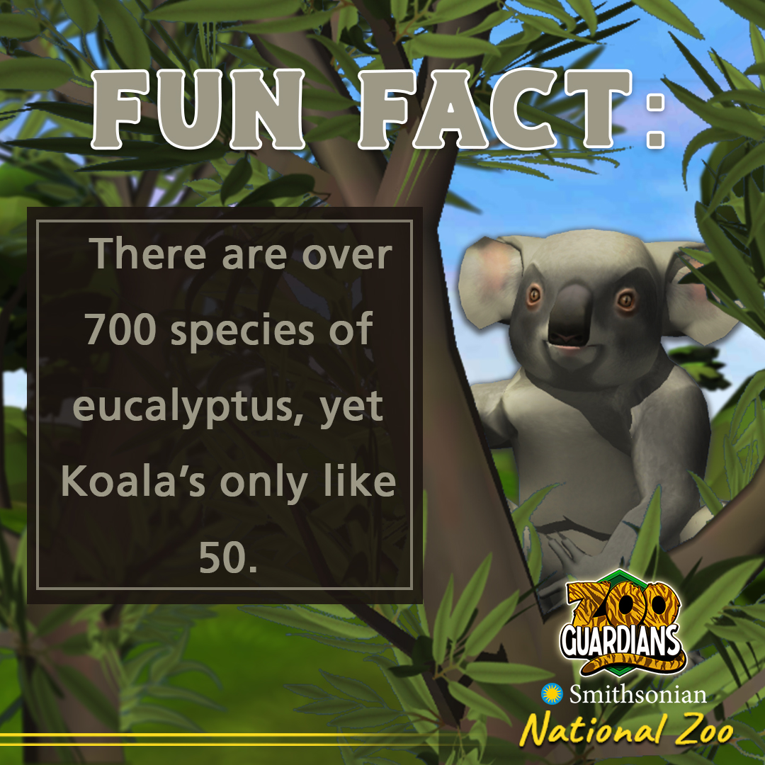 ZooGuardians's tweet photo. Do you meet the KOALA-fications? 🐨Koalas are very fussy eaters! They only eat 50 of the over 700 species of eucalyptus available to them. Then, only consume the most tender part at the very top of each branch. Find more KOALA-ty fun facts in #ZooGuardians! #FunFactFriday https://t.co/sI9ztV3tjn