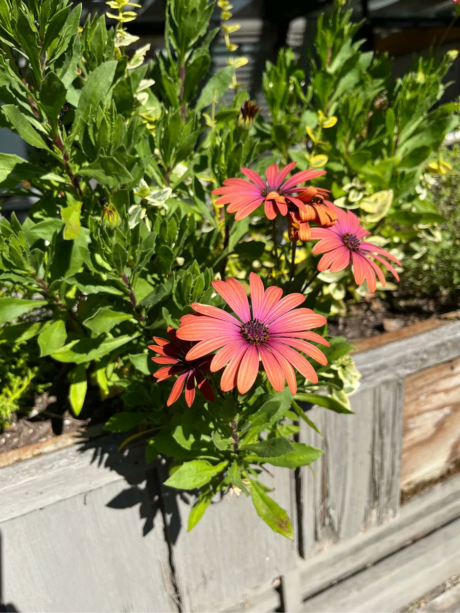 MomentsintheG's tweet photo. It is hard to believe it is the end of September and I am having a hard time adjusting to fall.
#endofseptember #fallplants #momentsinthegardenphotography #dahlia #hydrangea #osteospermum https://t.co/sLTbdXKkly