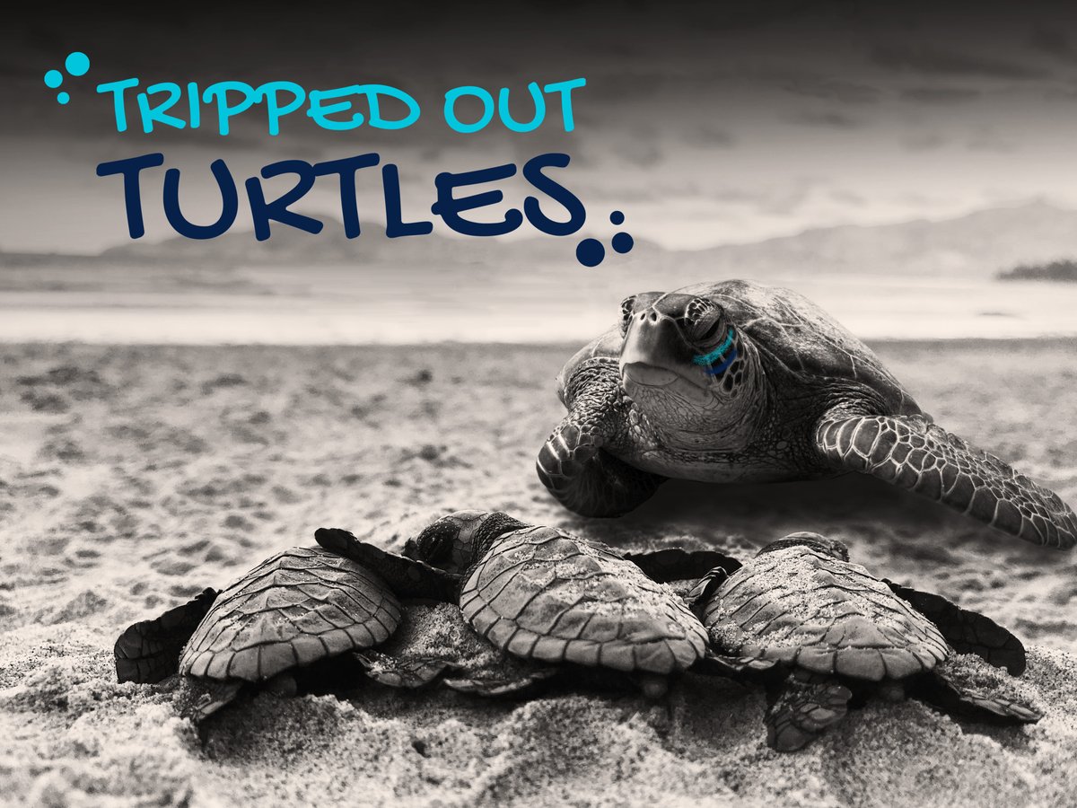 Tripped_Turtles's tweet photo. Did anyone think it was overโฆ
Waste from the population entered the local turtle bloodline and led to the mutation of the original Trippy Elders ๐ข
#Solana #NFT #SolanaNFT #NFTCommunity #NFTProject #TrippedOutTurtles
https://t.co/6HbT1qPsYy https://t.co/yUFld65FYH