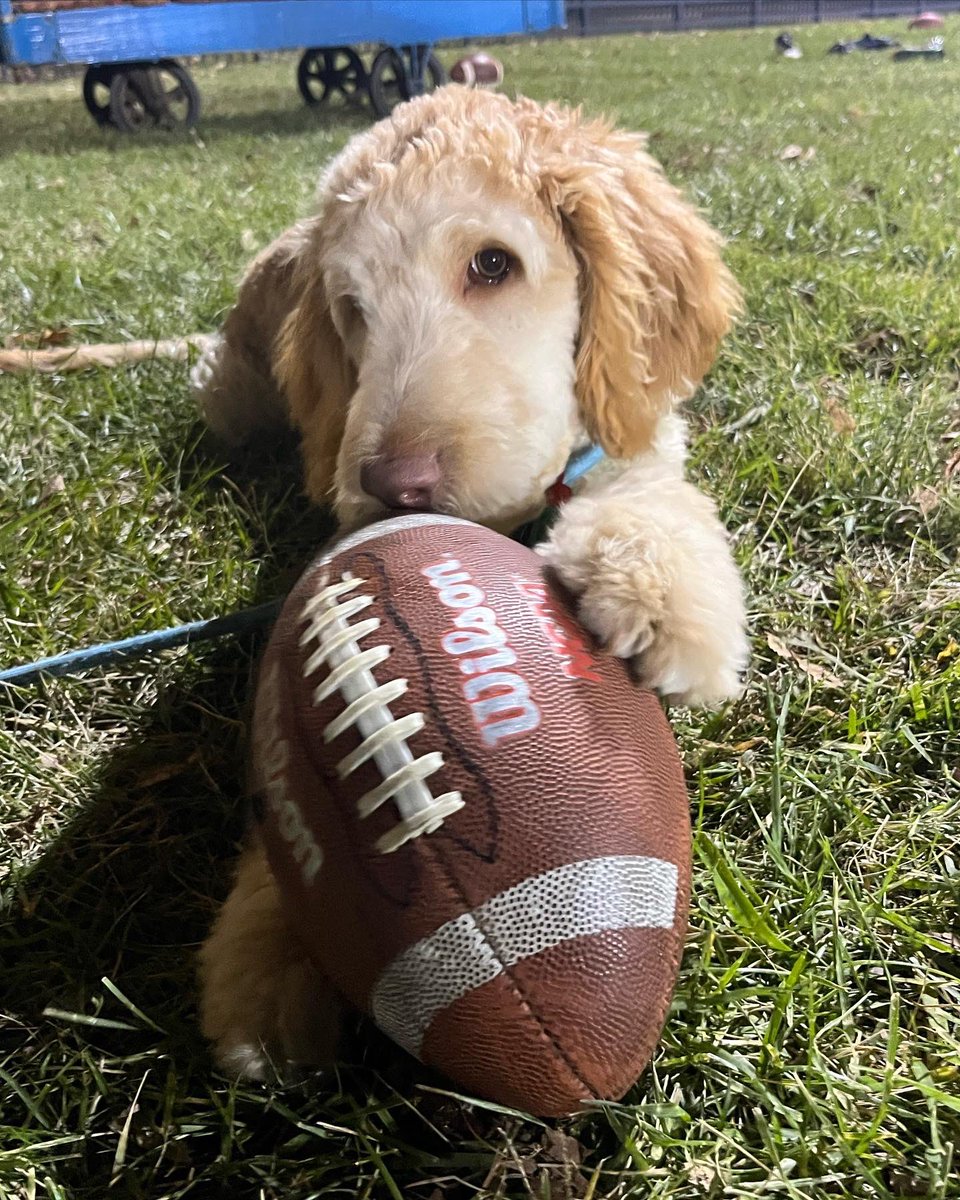 wagsformags's tweet photo. Finally Friday!🤩 Rocky is ready to watch lots of football this weekend!🏈 What are you planning to do to unwind this weekend? https://t.co/5KMcoGghhE