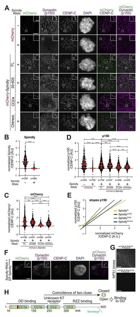 JCellBiol's tweet image. Image shows #kinetochore levels of #Dynactin in presence of Spindly mutants. d'Amico, @AndreaMusacchi1 @mpimoph et al. provide a structure-function analysis of Spindly, a #Dynein–Dynactin adaptor that functions at #kinetochores during #mitosis. bit.ly/3LhXC42