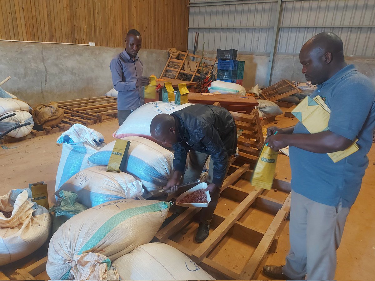 Strengthening the community managed seed supply chain in Iringa <a href="/ClintonFdn/">Clinton Foundation</a> is supporting hub farmers to have their #QDS seeds (#HighIronbeans, #Soybeans and #Sunflower)sampled by <a href="/TOSCI/">Toscanini's</a> as one of the compliance to #Tanzania Seed regulations and Acts.
