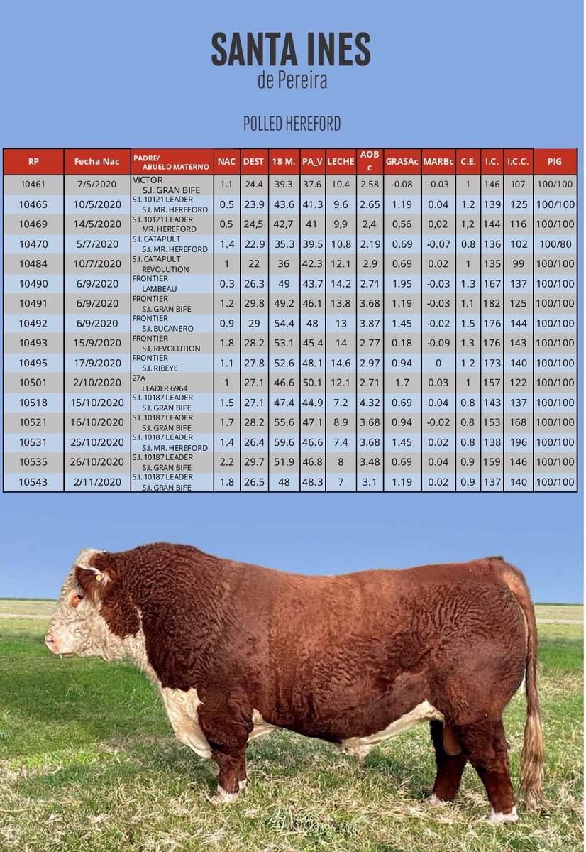 nachopcampomar's tweet photo. Mañana 1ero de Octubre los esperamos en Los Novilleros con @ESCRITORIODUTRA
Pará Santa Inés en sus 80 años criando Polled Hereford es un honor empezar tan prestigioso remate. @CabanaSantaInes
#lacatedraldelpolledhereford https://t.co/16IgPTFhTH