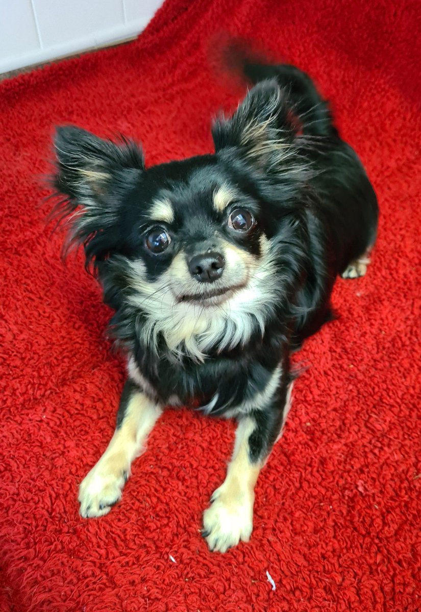 Gablesdogscats's tweet photo. Tomorrow we'll be at The Original Factory Shop, Plympton, 10am- 3pm, with #luckydips for dogs, cats &amp; kids, #homemade items &amp; #Christmas cards. We'll also have our new Gables merchandise. Pop down, say Hi to Benji &amp; treat yourself or get started on your Christmas #shopping! https://t.co/3was8gcObB