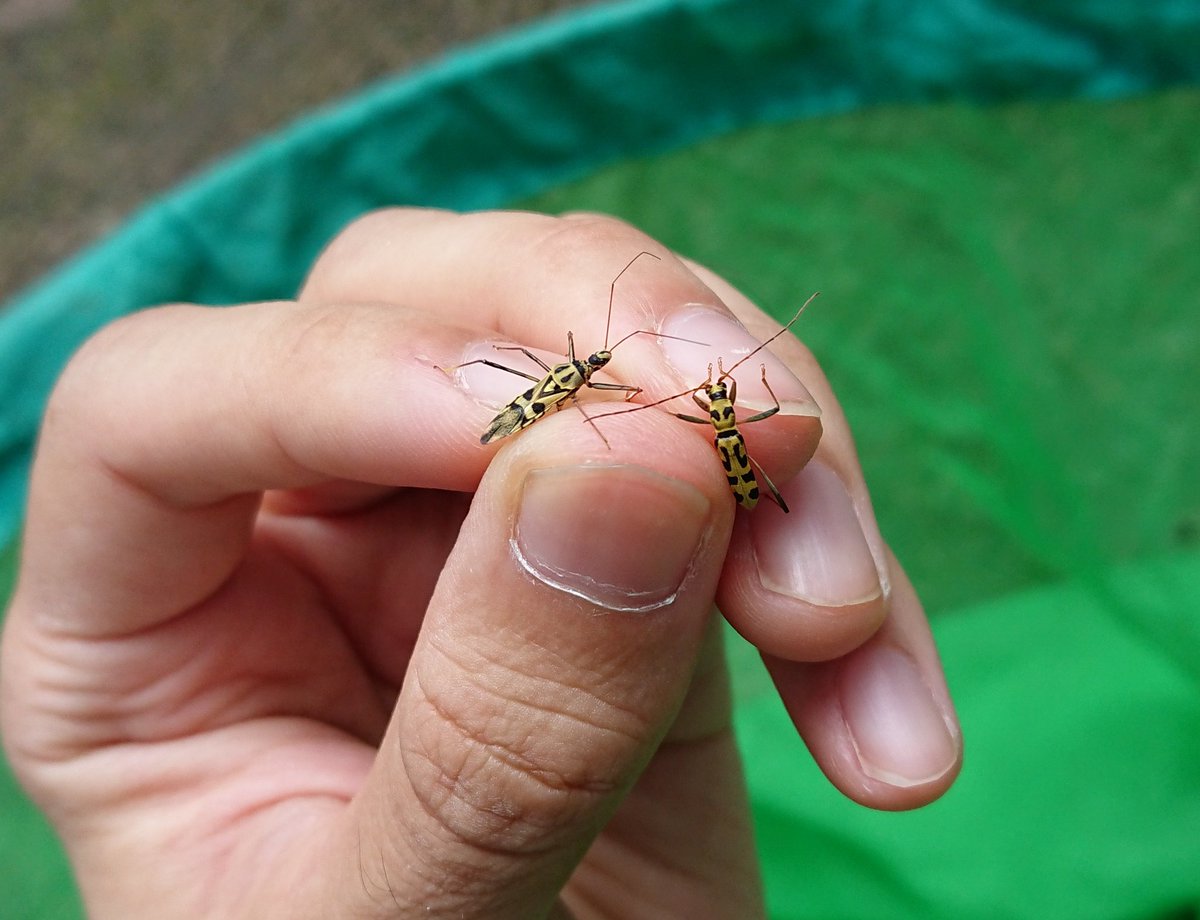 スミス tweet media