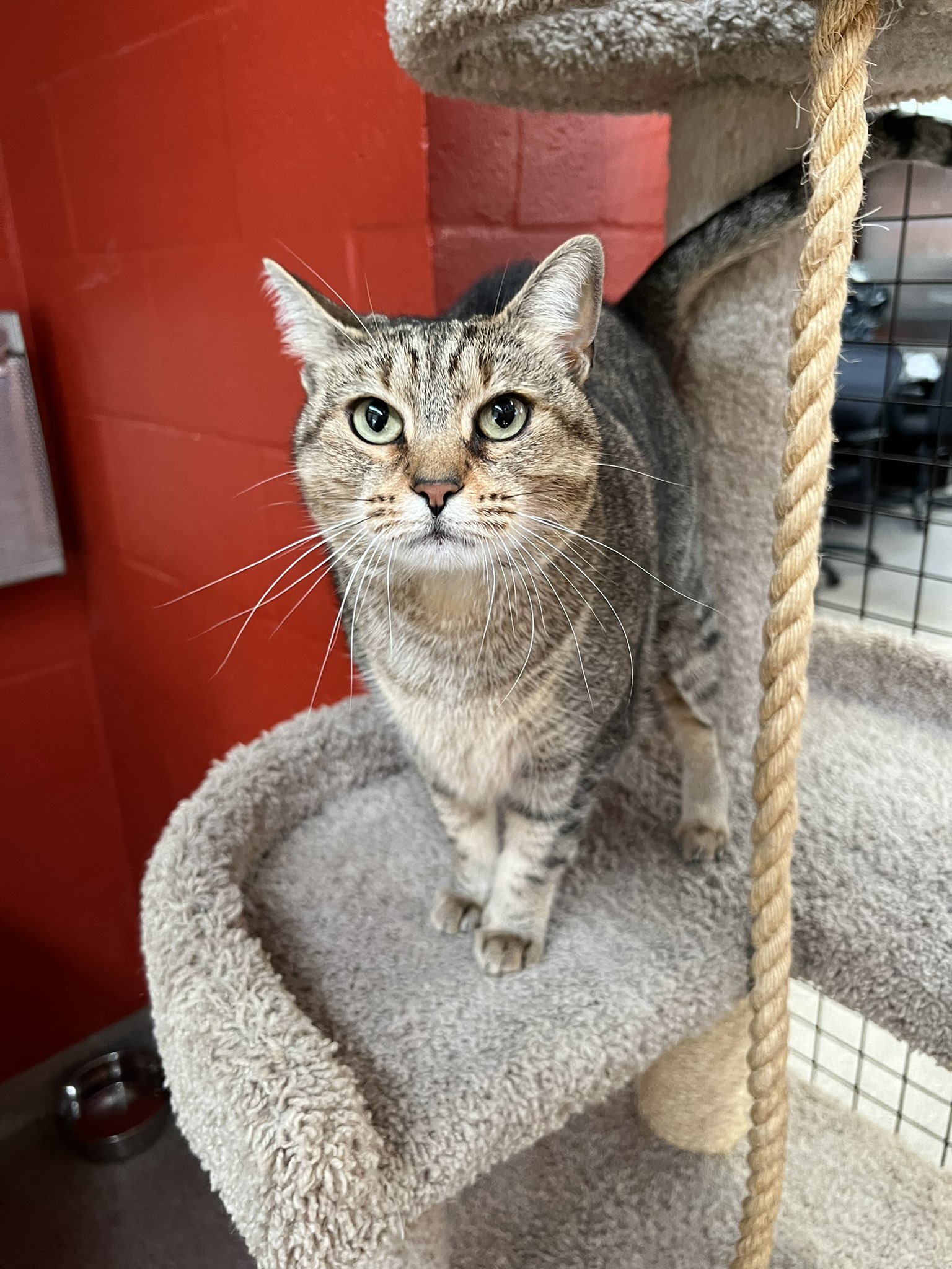 Cat Depot on Twitter "Meow Mayor Angel here! Cat Depot is still closed