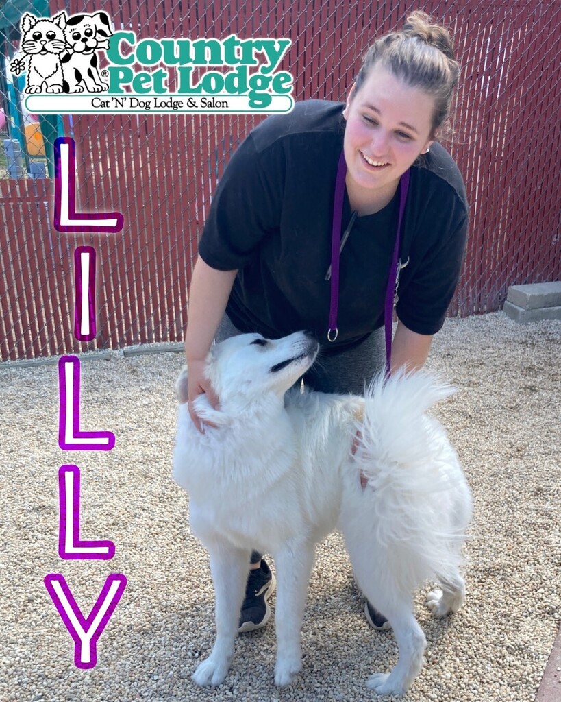 CountryPetLodge's tweet photo. Lillie just loves all the love from Heather! ❤️🐶🥰🐾💜 #Lillie #goodgirl #happygirl #greatpyrenees #greatpyreneesmix #greatpyreneesx #greatpyr #greatpyrmix #greatpyreneeslove #greatpyreneeslife #greatpyreneeslovers #bigdog #workingdog #doglife #doglove
… https://t.co/tZlo0cHY1N https://t.co/9WXcCTr6t8