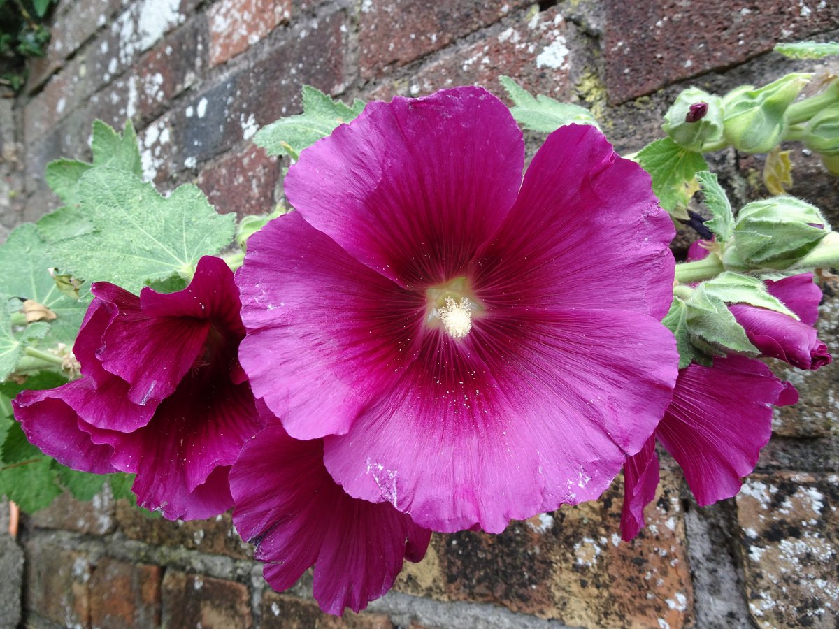 Garden escapees spotted growing in #Porlock car park this summer #FlowersOnFriday #Flowers #HollyHocks