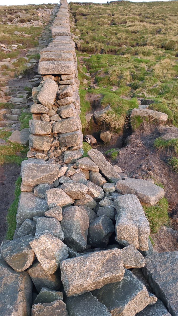 NTMournes's tweet photo. Four legged friends on the mountain...👀🦡

Working on the path our Rangers often see signs of what we thought was a badger, this photo confirms it. A badger on Slieve Donard at about 700 m. 🐾 https://t.co/KgxXg49Id8