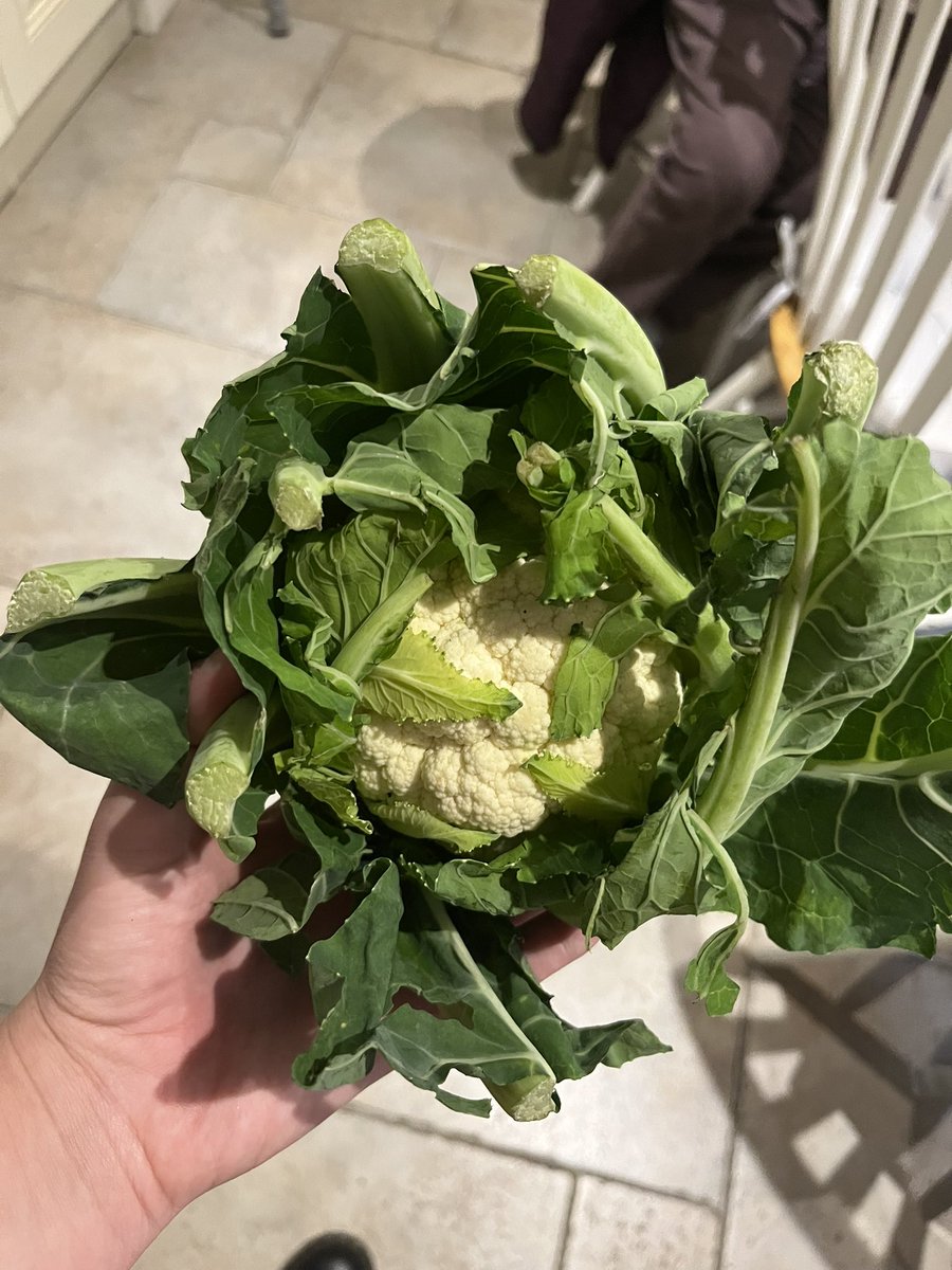 daisycmh_'s tweet photo. @sainsburys just delivered this cauliflower which is smaller than my fist to my Nan 😭 https://t.co/BVFlGxjDbm