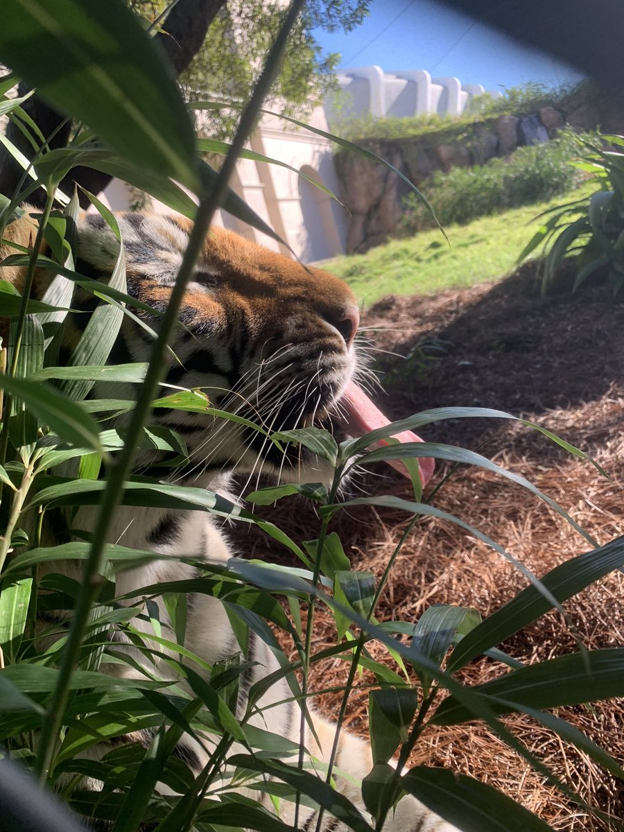 MikeTheTiger's tweet photo. Funny Face Friday https://t.co/qK1XoZqYZE