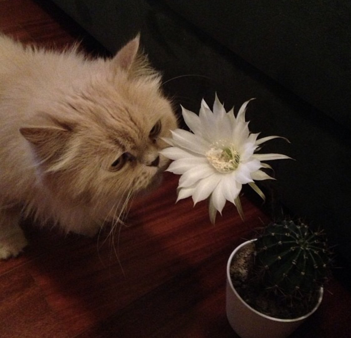 #turgutuyar #kedi #şiir #dünya Keşke bir şiir okumuş, Bir kedi sevmiş olsaydınız. Belki bu kadar, kirletmezdiniz dünyayı… Turgut Uyar.