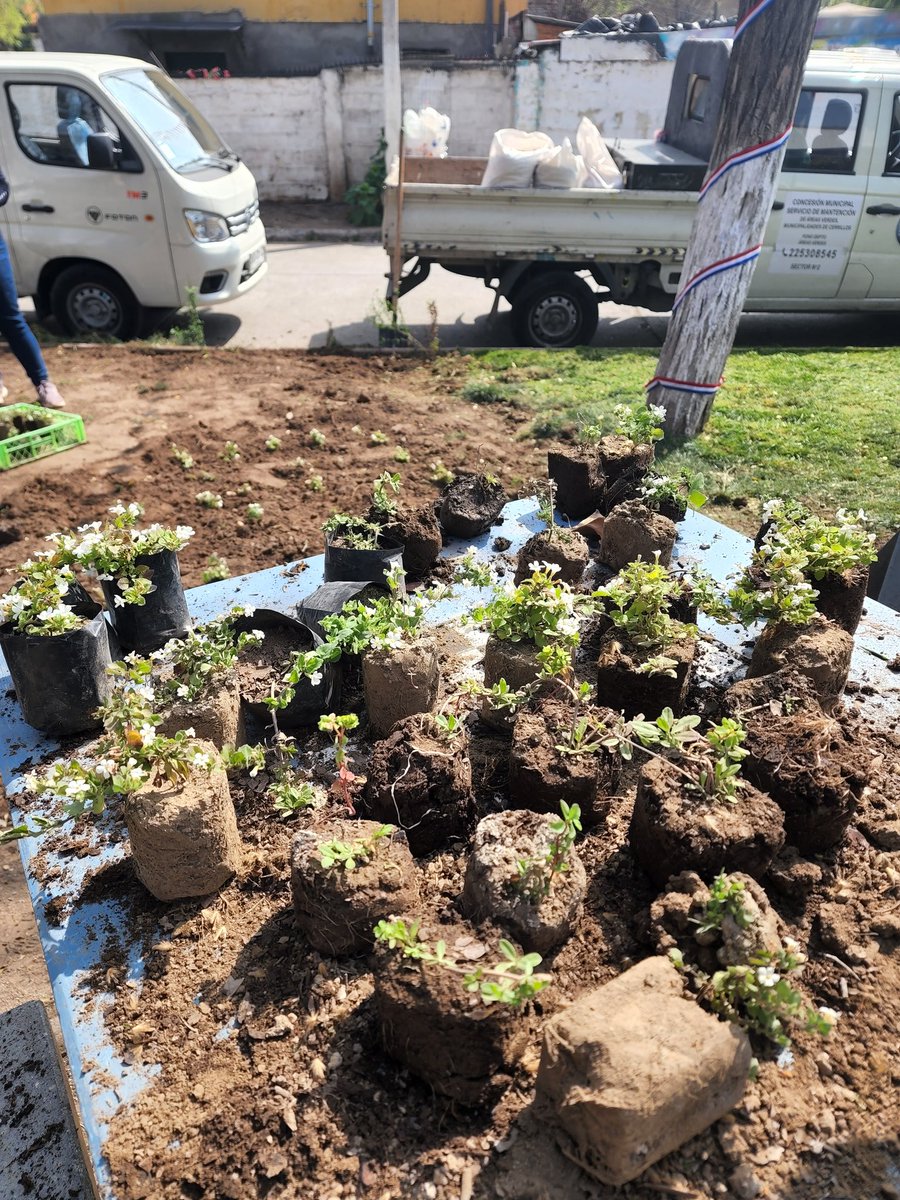 MardonesDavila's tweet photo. Incorporando Bacopas para coexistencia con césped como transición a recambios totales por especies de bajo requerimiento. @MuniCerrillos @facuse_lorena @Orrego @MMAChile @MauricioFabry https://t.co/GuYEujKBYg