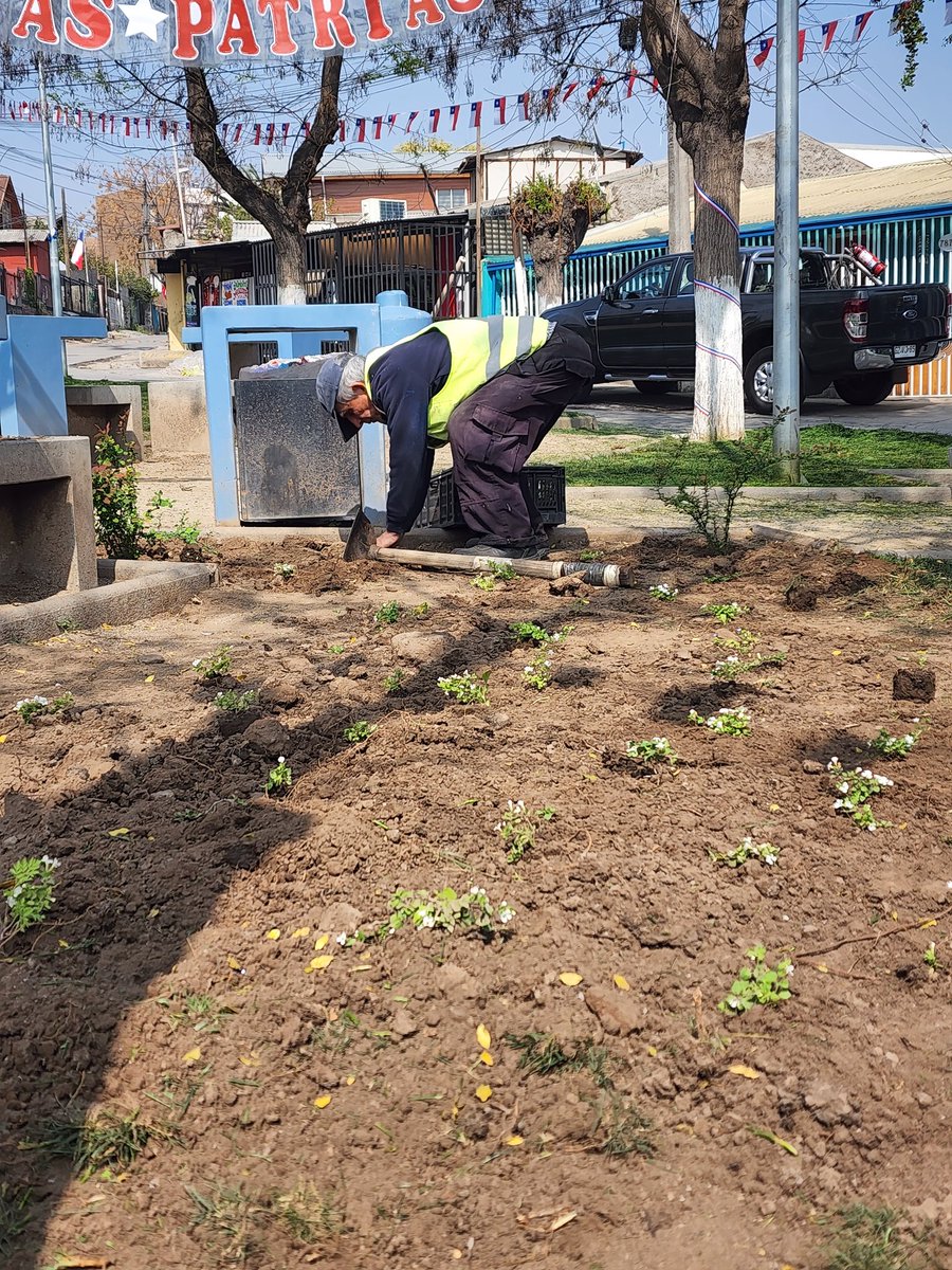 MardonesDavila's tweet photo. Incorporando Bacopas para coexistencia con césped como transición a recambios totales por especies de bajo requerimiento. @MuniCerrillos @facuse_lorena @Orrego @MMAChile @MauricioFabry https://t.co/GuYEujKBYg