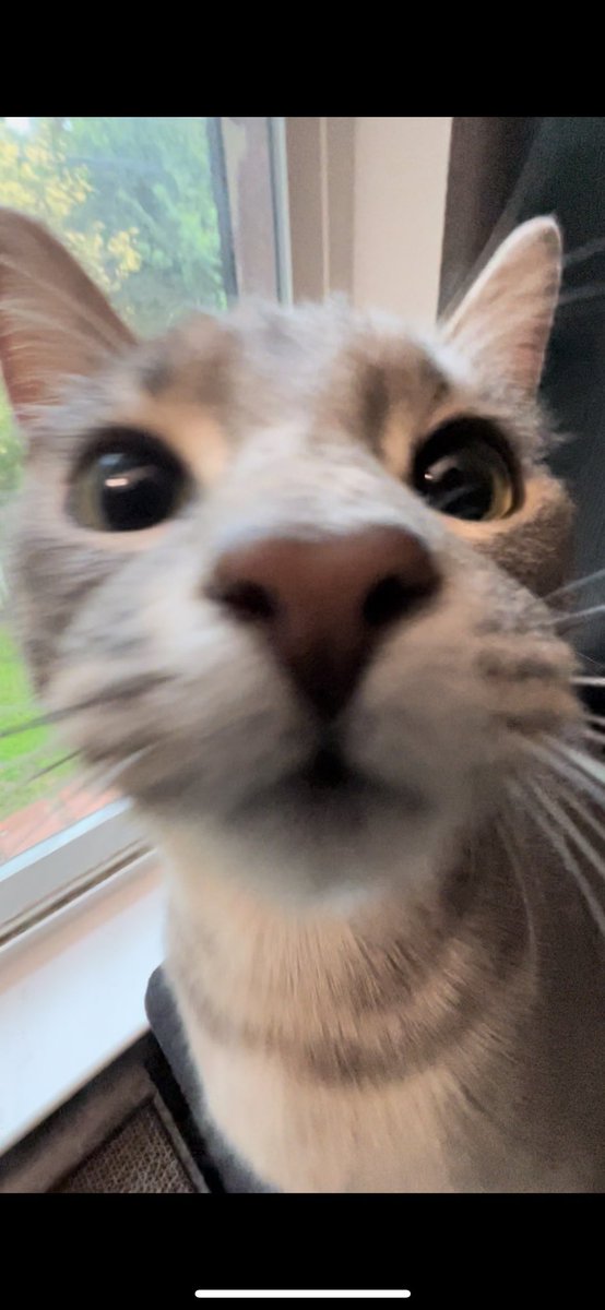 MarkMarkochoa3's tweet photo. @TweetsOfCats https://t.co/XZBmUgJkn8