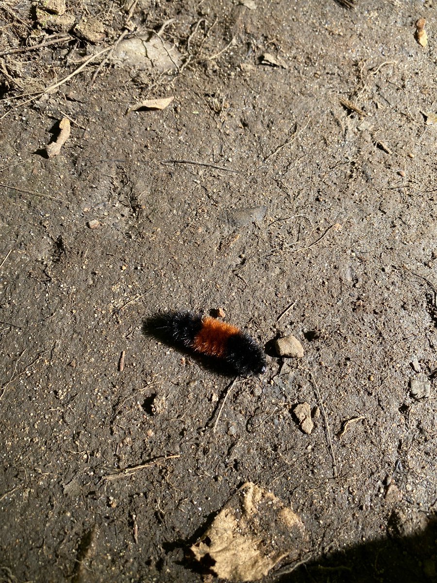 AnneSeniuk's tweet photo. With 3B, we created orange shirts in the makerspace before going into the forest. A student noticed that caterpillars have orange shirts. Miigwech Trillium Woods !@KanataHighlands https://t.co/7QKPYBYrMF