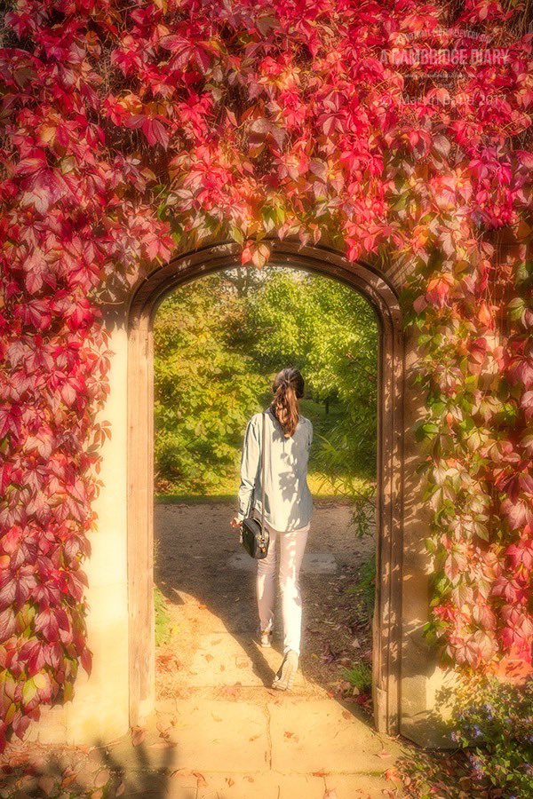A Cambridge Diary tweet media