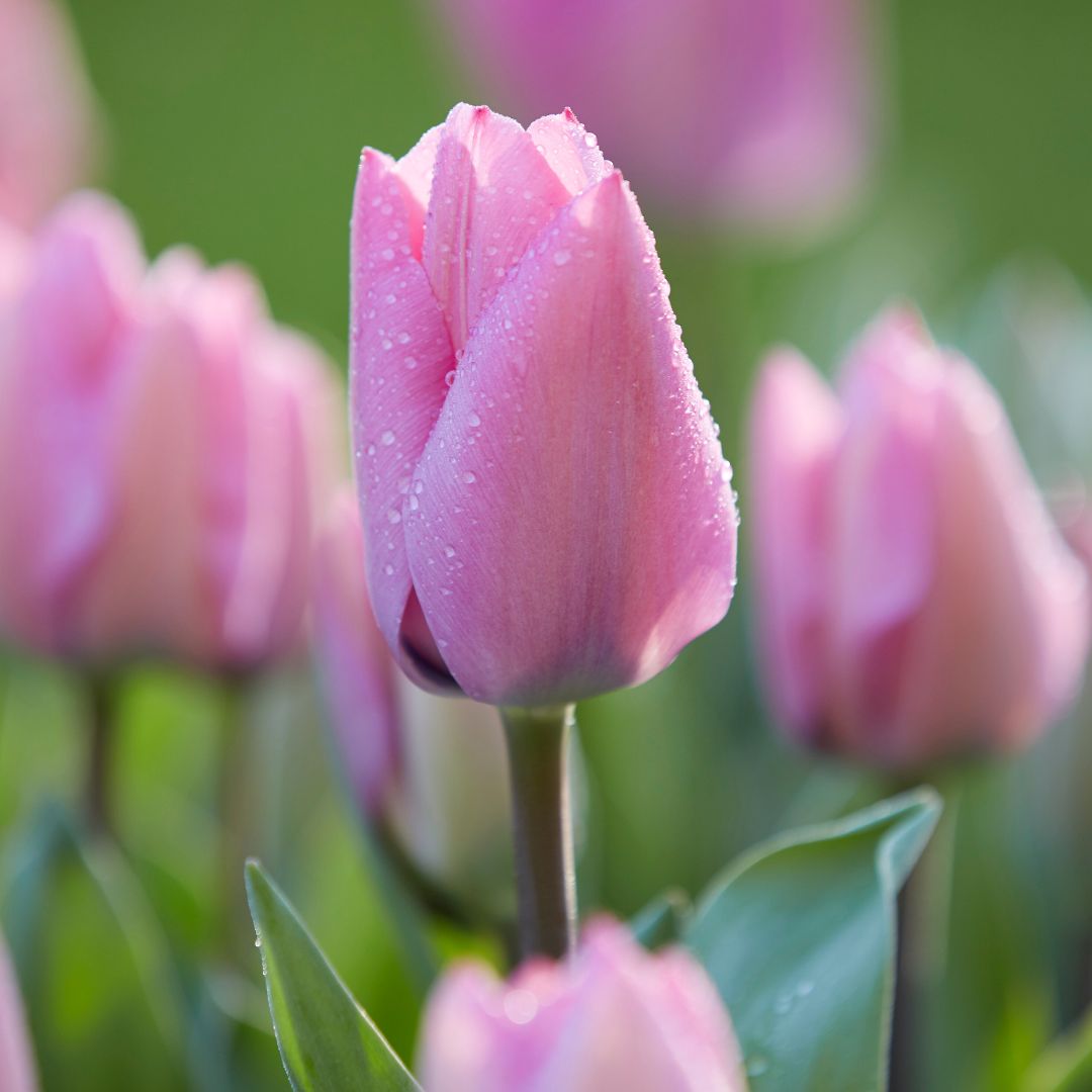 New for Fall 2022: Tulip Janis Joplin. Be among the first to grow these vibrant, lavender-pink tulips. Like other emperor tulips, Janis Joplin's flowers are early-blooming and extra-large, with broad petals that open wide on sunny days.