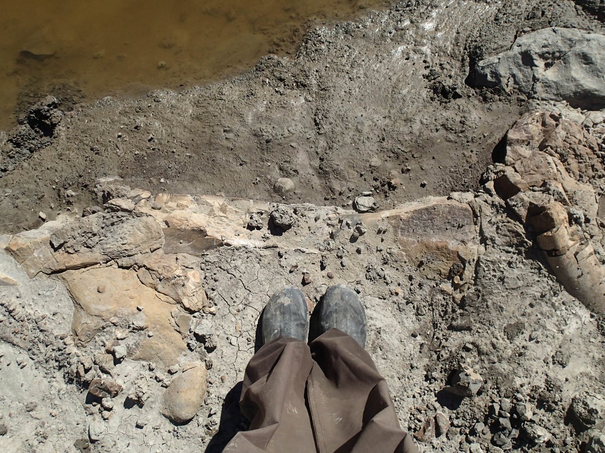 EL_Bamforth's tweet photo. #FossilFriday! A week or so ago, we visited a #hadrosaur #bonebed in the @MDofGreenview, in northern #Alberta. (Standing next to a bone here). Maybe a project for next field season?? #livefromthefield @CurrieMuseum https://t.co/vkdI6CXdOc