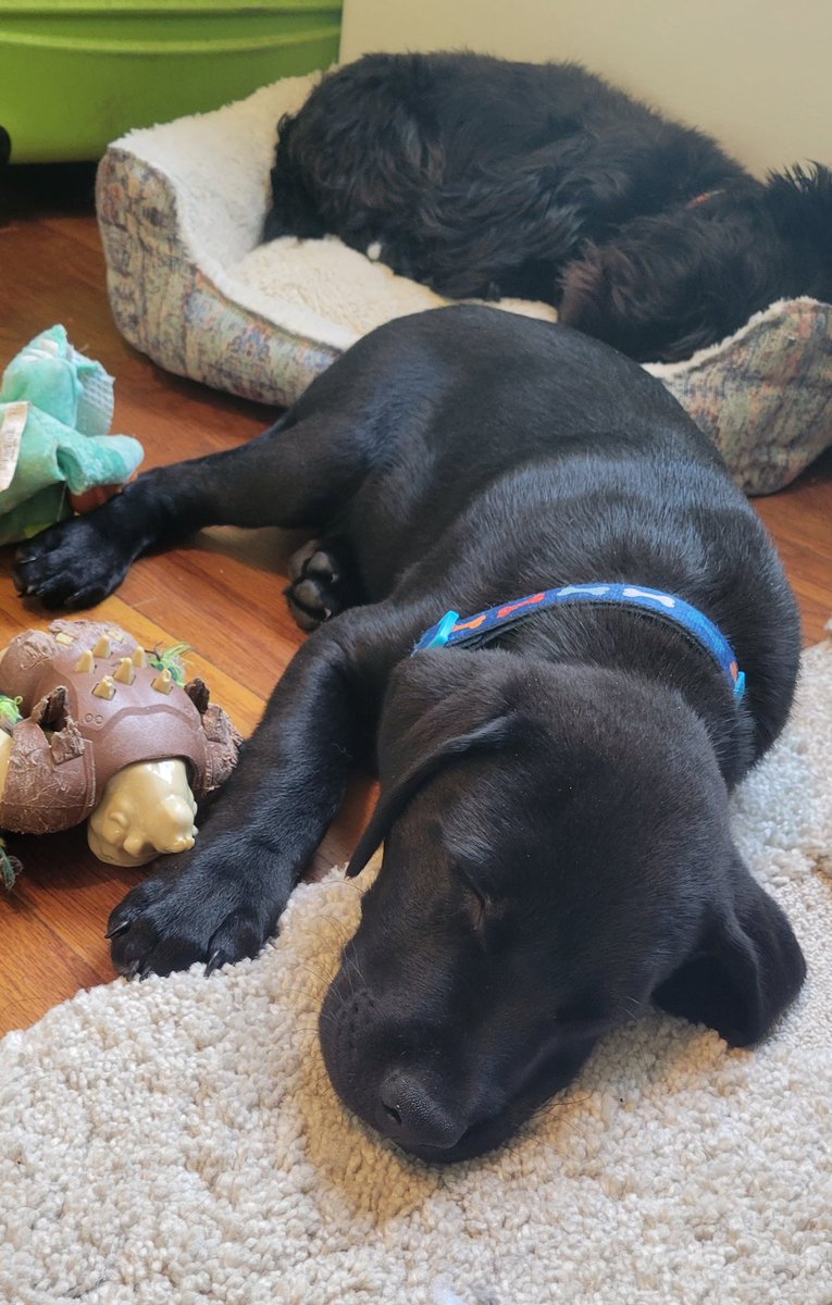 Don't remember if I shared this on here already, but we have a new puppers. 

Meet Angus! 🐮💕

He loves getting attention, throwing toys during meetings, and annoying his big sister, Lilly. 🐙💕