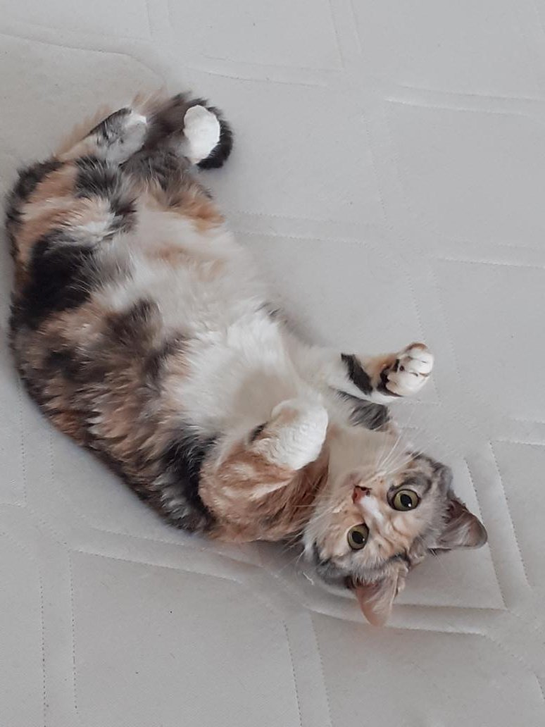 La-Li-Lu-Le-Lol tweet media