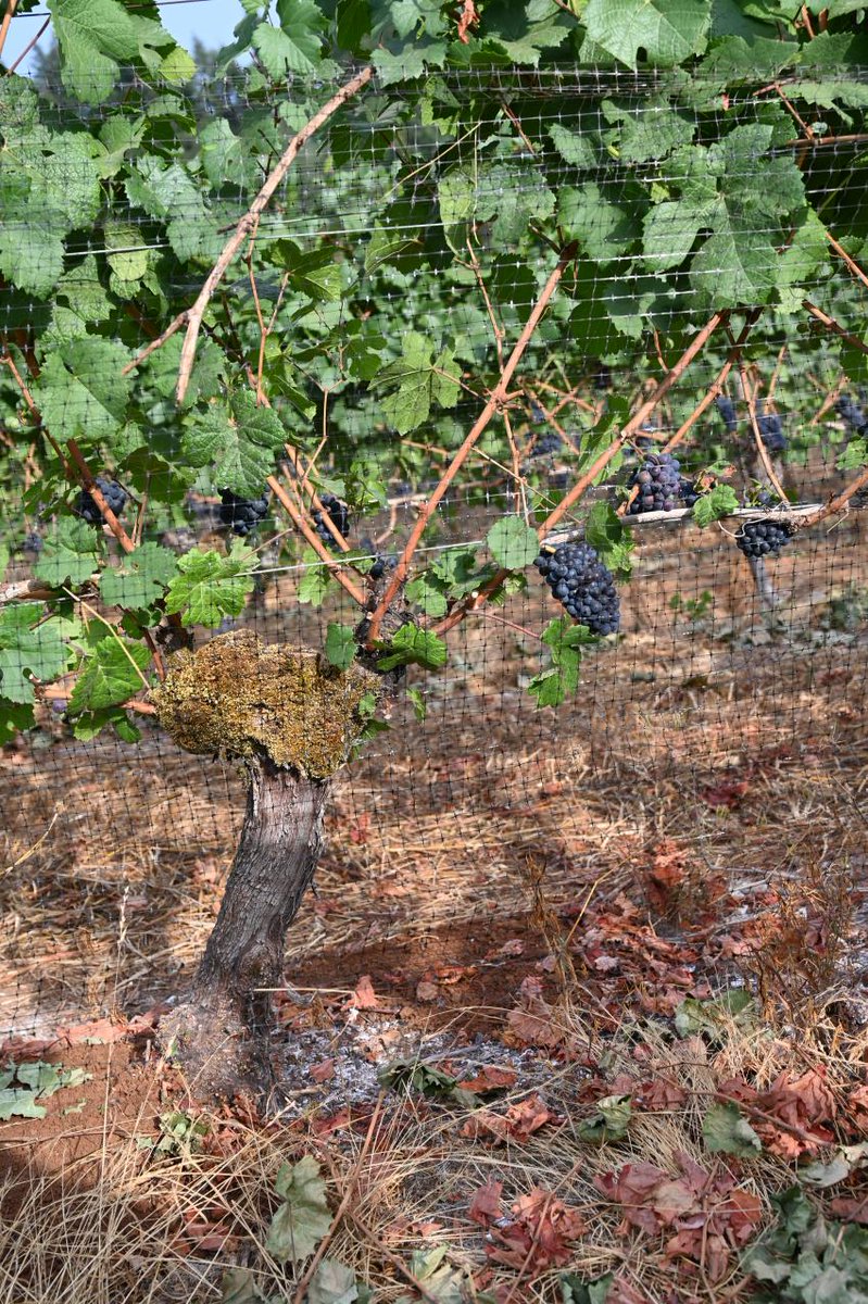 Lydia2457's tweet photo. @Bored_Grapes is an NFT collection of 5,555 supplies. Bored grapes is the first of it's kind web3 winemaking experience. They source grapes from some of Oregon's oldest vineyards 👀 
1/4👇 https://t.co/x62h822aAE