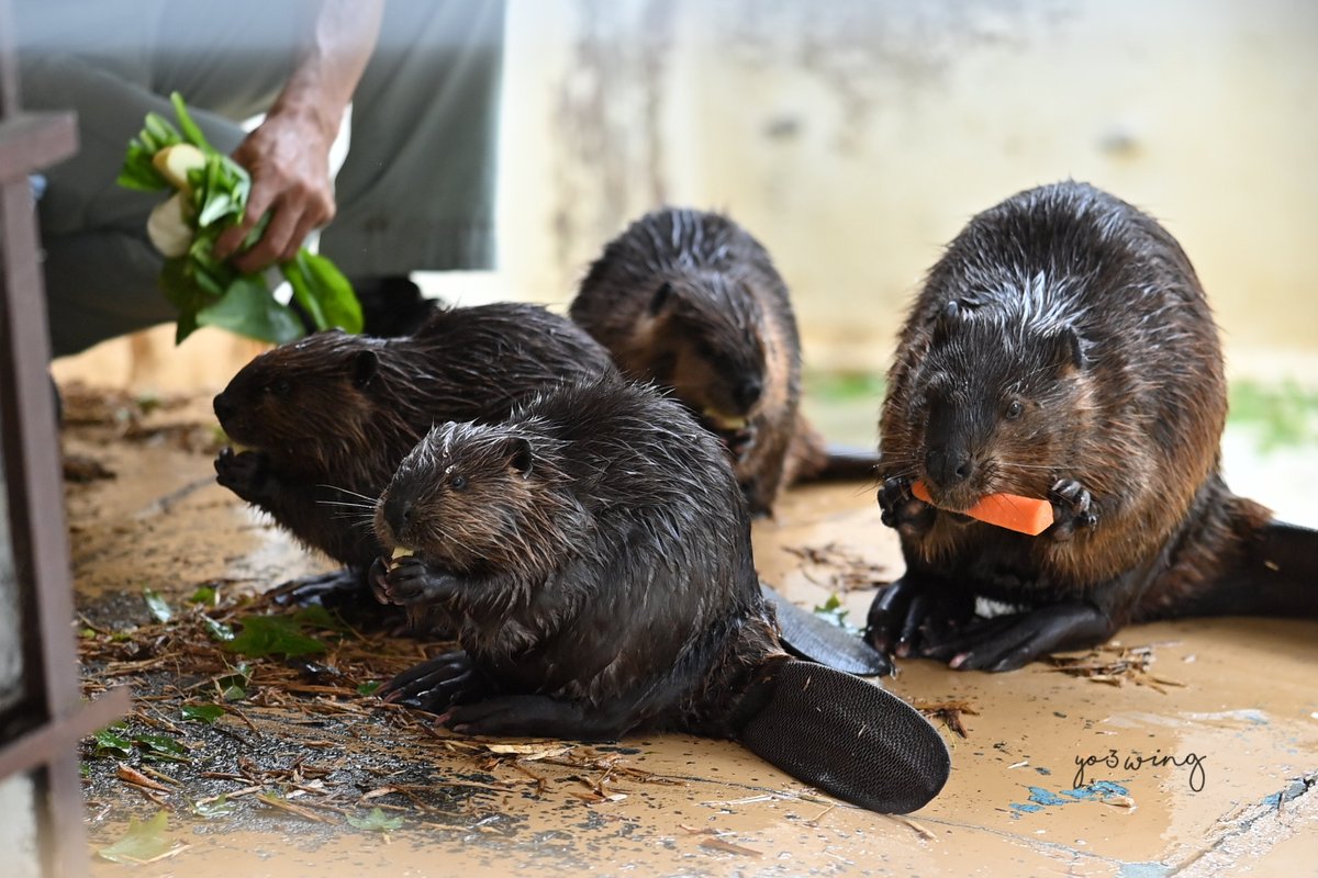 ありがとう遊亀公園附属動物園　
テルちゃんまた会う日まで🐾　

#遊亀公園附属動物園